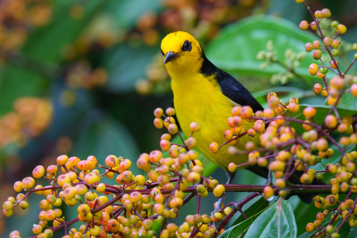 Black-and-yellow Tanager - ML613985866