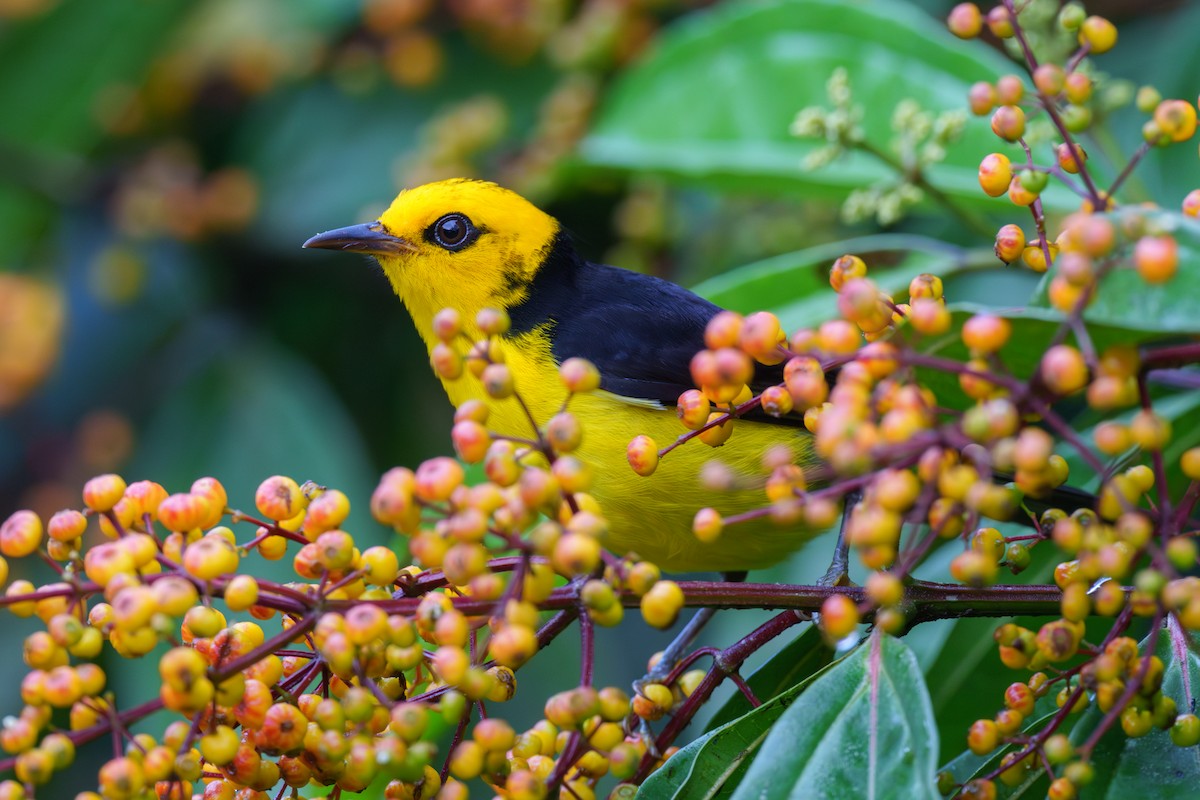 Black-and-yellow Tanager - ML613985868