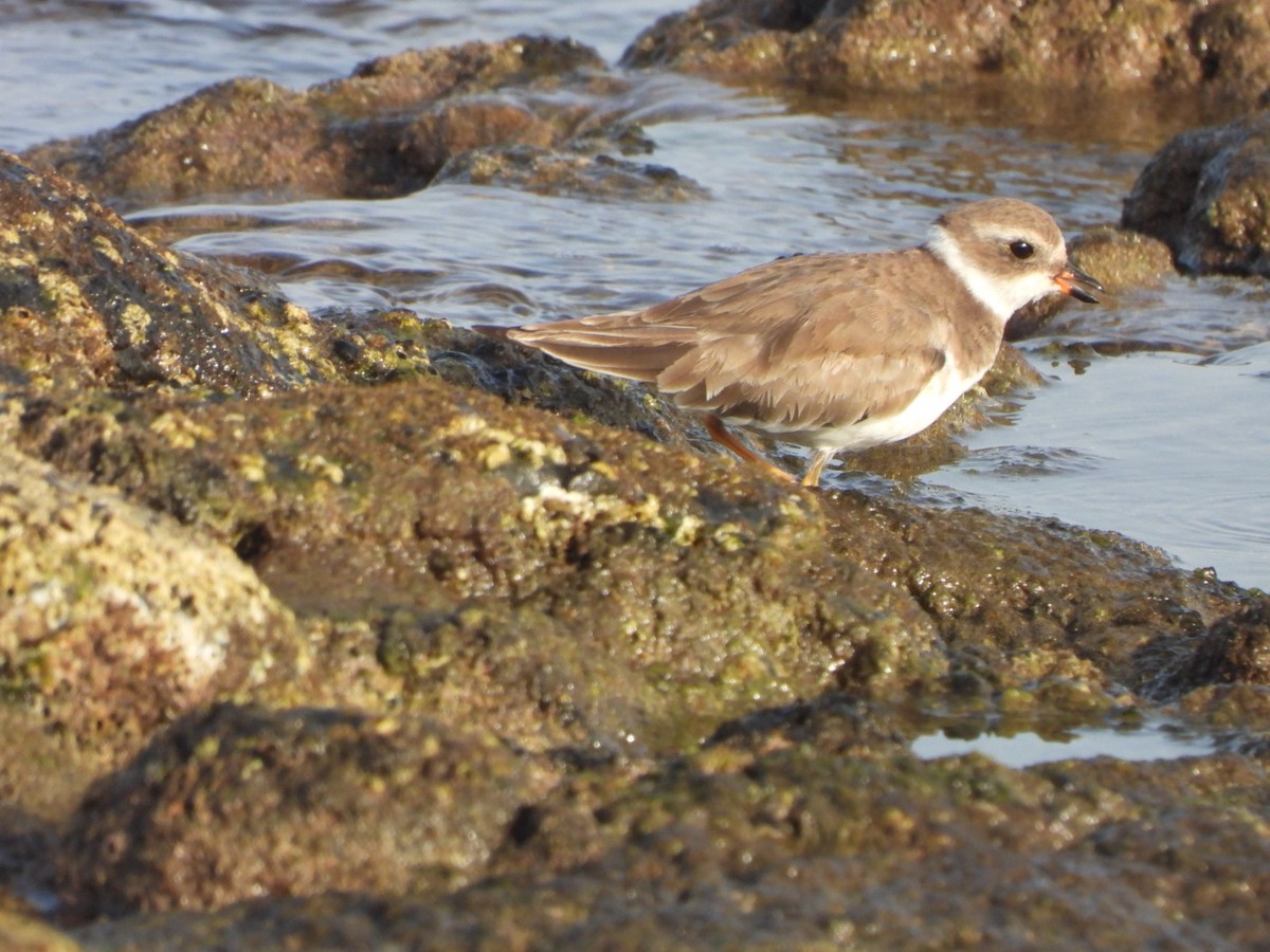 Semipalmated Plover - ML613985953