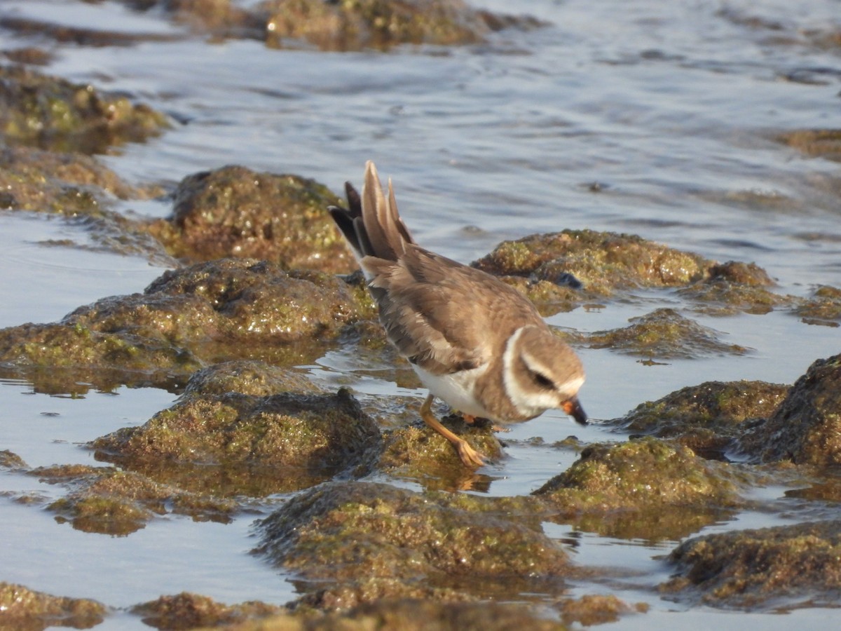 Semipalmated Plover - ML613985954