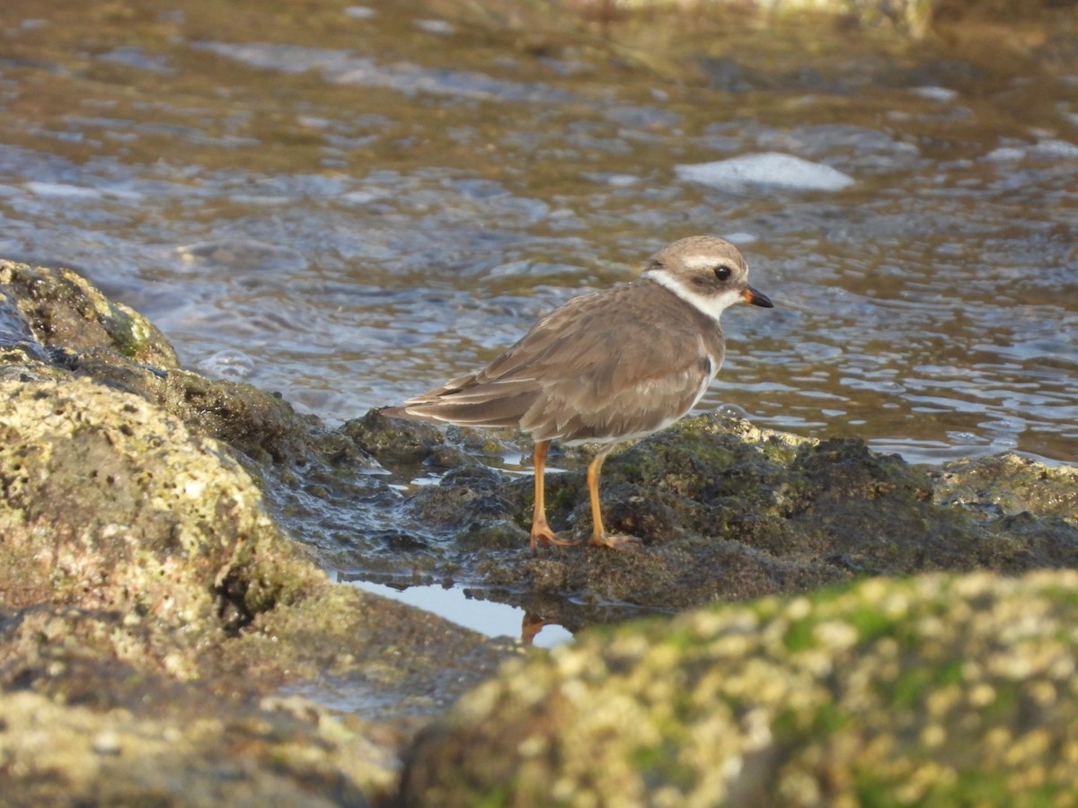 Semipalmated Plover - ML613985955