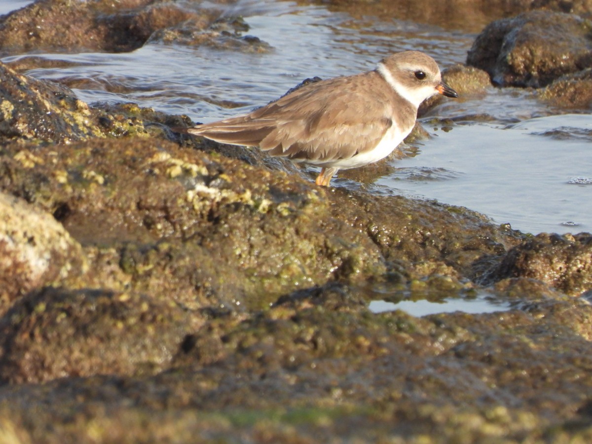 Semipalmated Plover - ML613985957