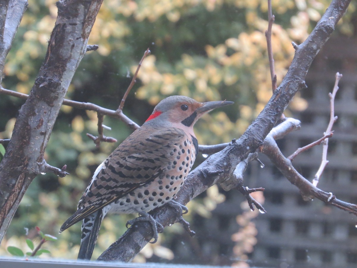 Northern Flicker (Yellow-shafted) - ML613986156
