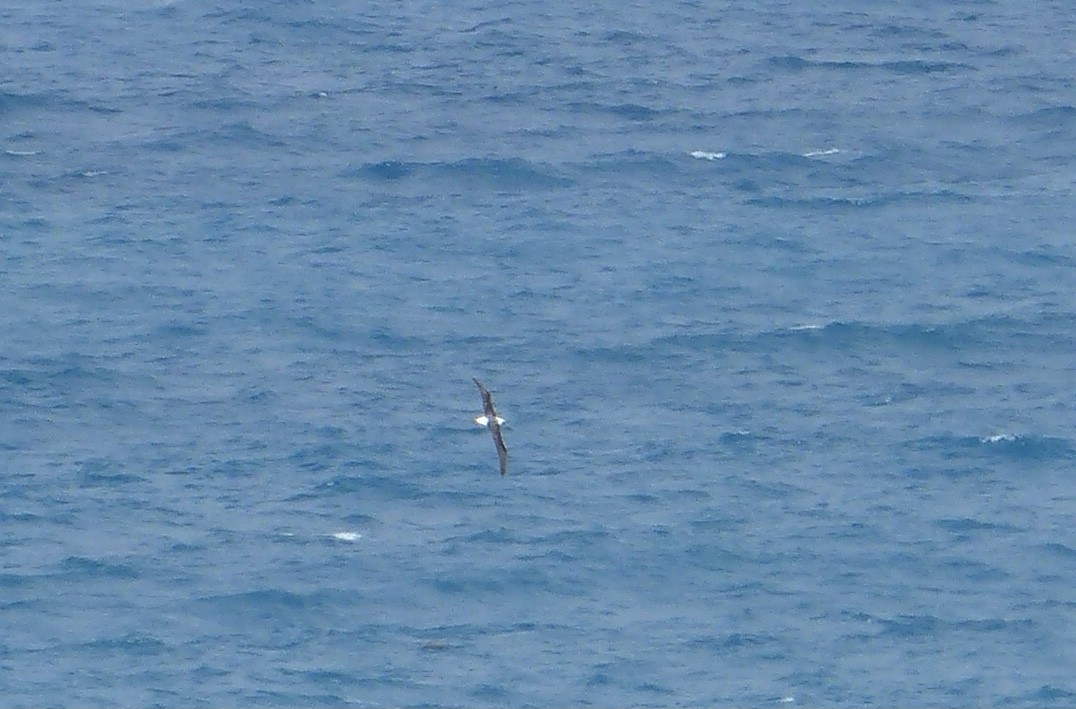 albatross sp. - ML613986188