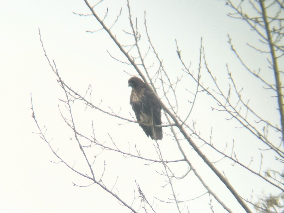Red-tailed Hawk (abieticola) - ML613986227