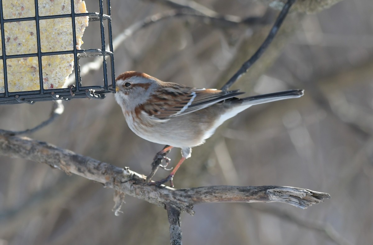 American Tree Sparrow - ML613986235