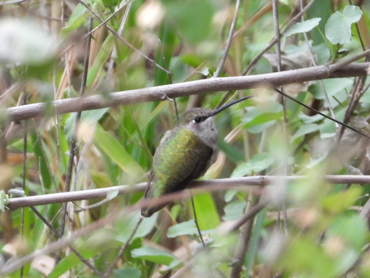 Black-chinned Hummingbird - ML613986435