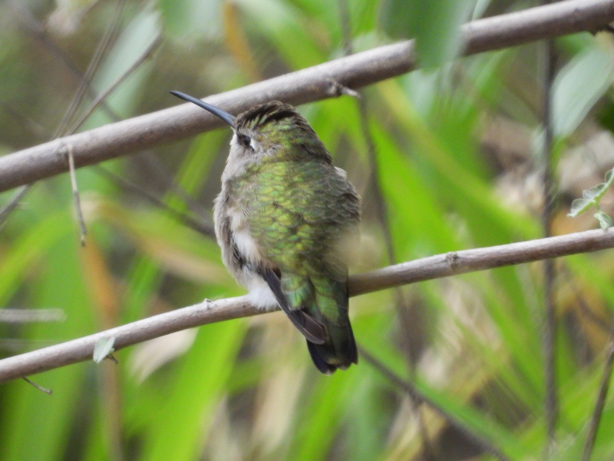 Black-chinned Hummingbird - ML613986436