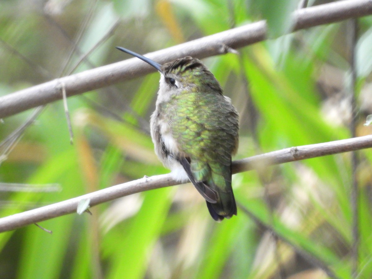Black-chinned Hummingbird - ML613986437
