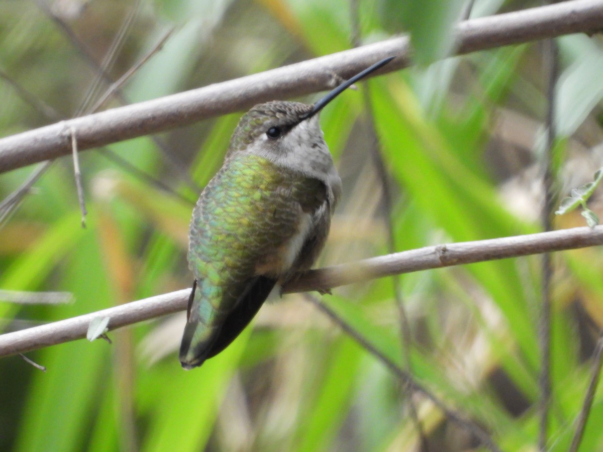 Black-chinned Hummingbird - ML613986438