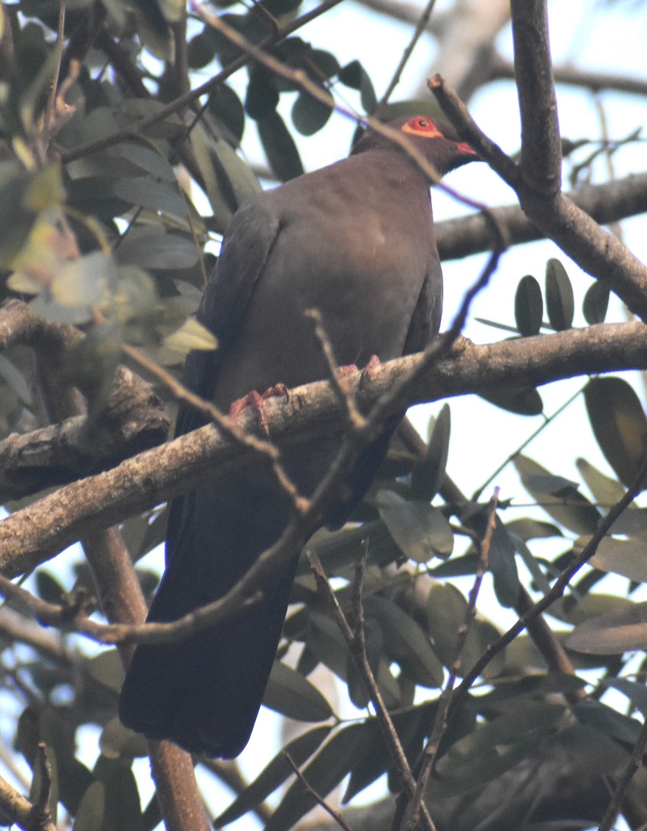 Scaly-naped Pigeon - ML613986620
