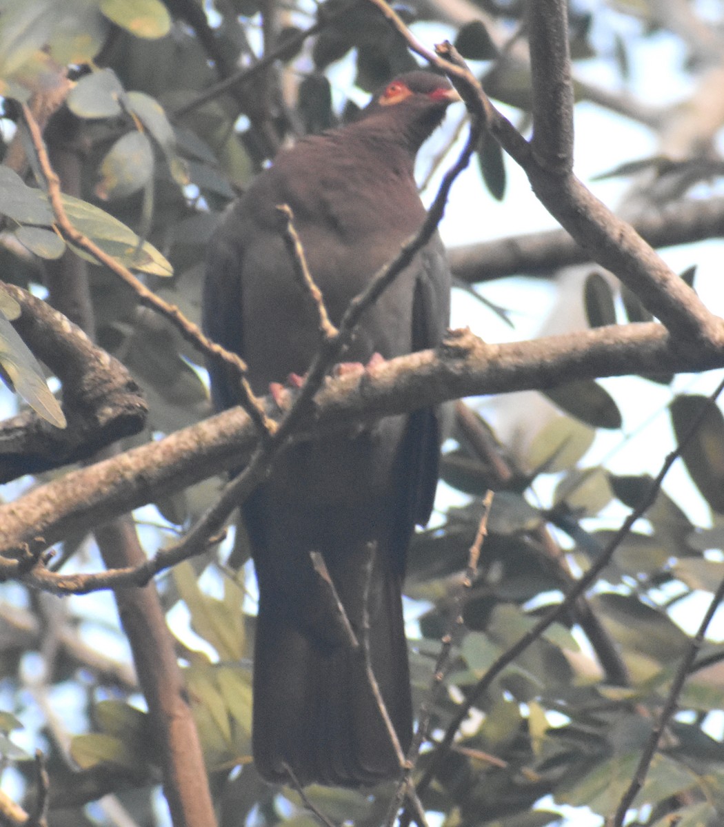 Scaly-naped Pigeon - ML613986628