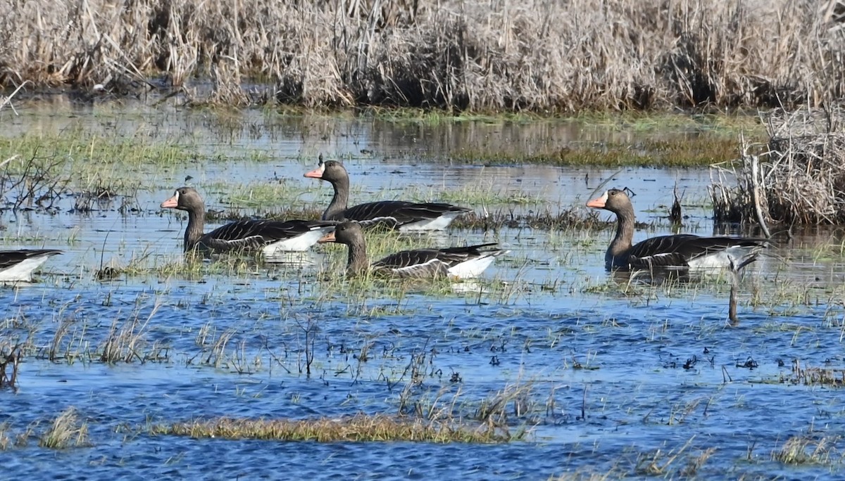 Ebird Checklist Jan Anahuac Nwr Shoveler Pond Loop Species