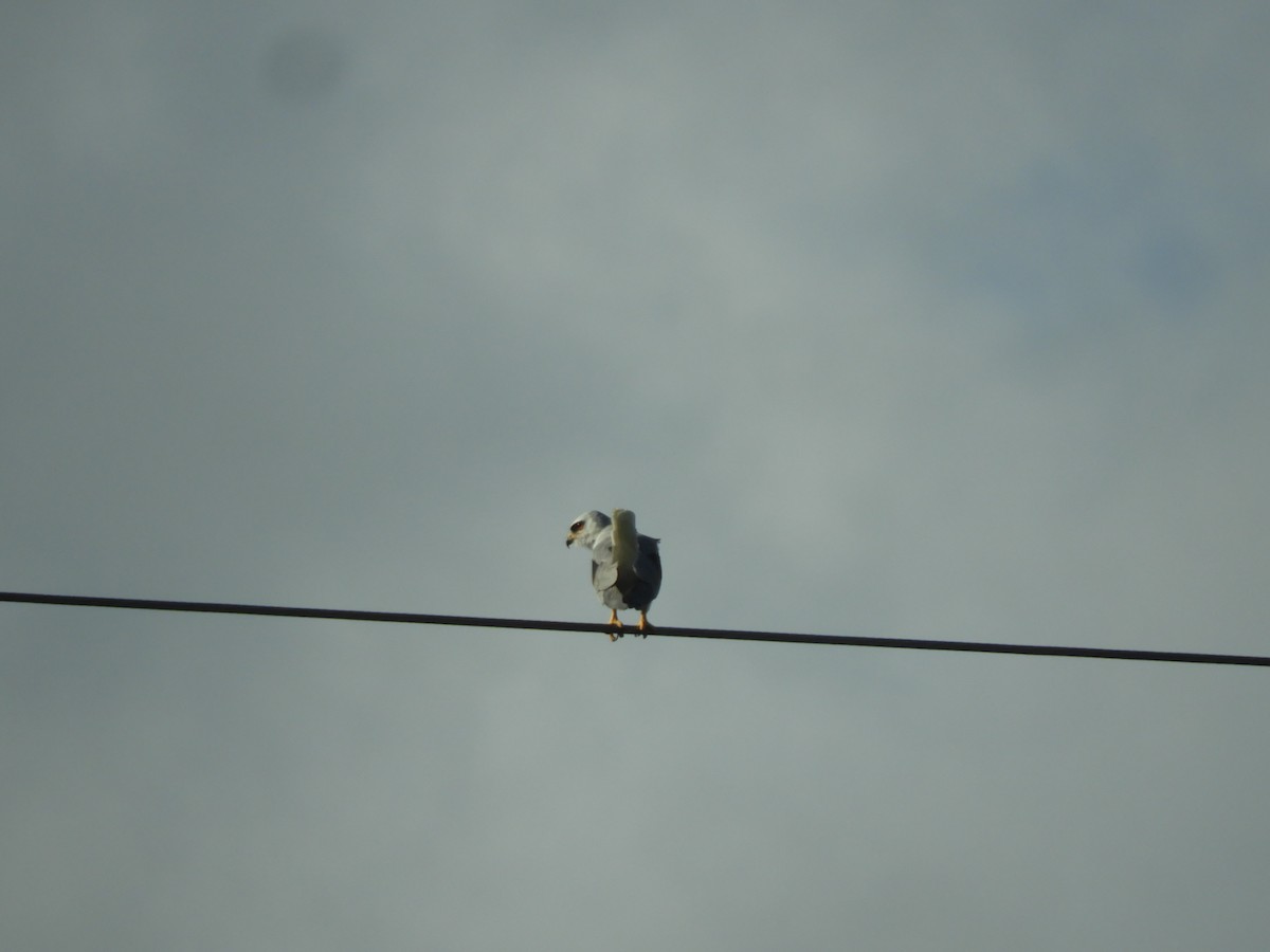 White-tailed Kite - ML613986712