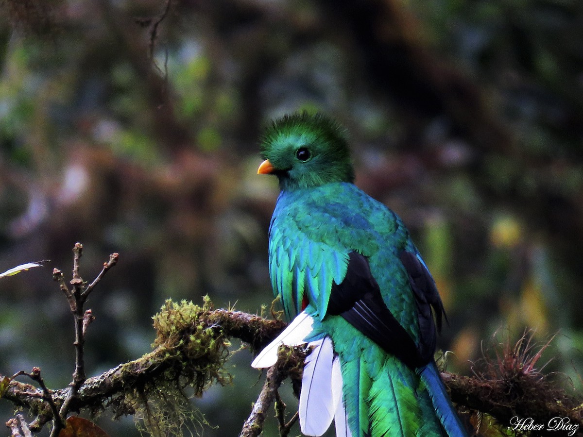 Resplendent Quetzal (Guatemalan) - ML613986754