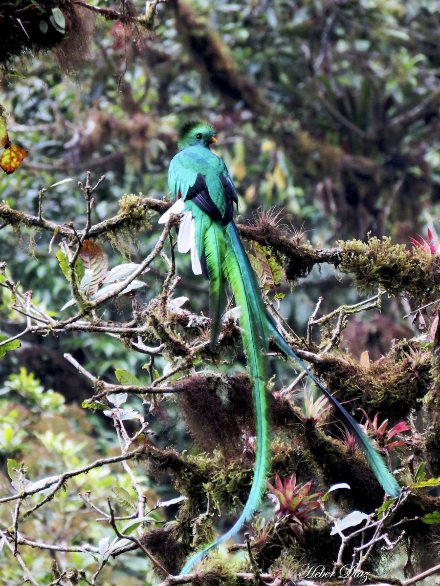 Resplendent Quetzal (Guatemalan) - Heber David  Díaz Gutiérrez