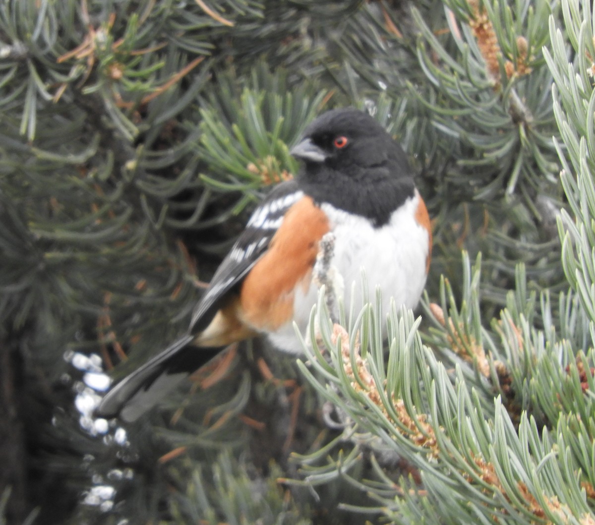 Spotted Towhee - Doug Spindler