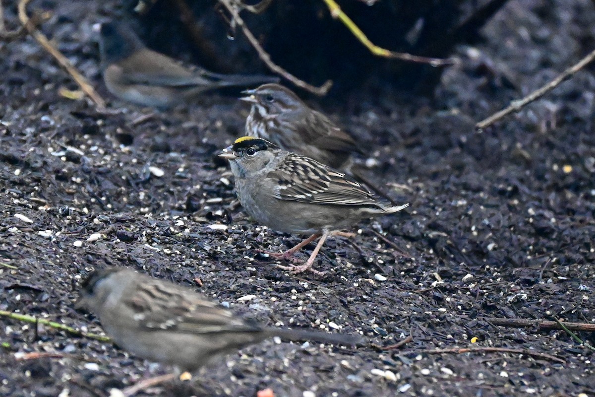 Golden-crowned Sparrow - ML613986907
