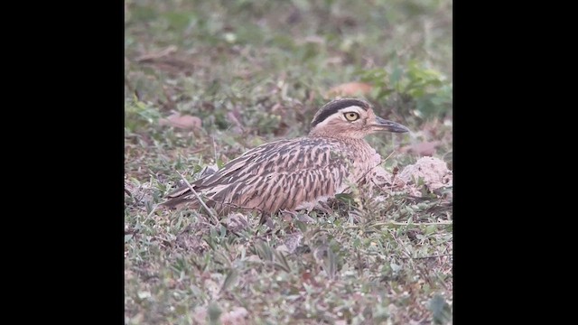 Double-striped Thick-knee - ML613987053