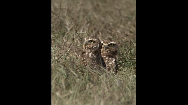 Burrowing Owl - ML613987175