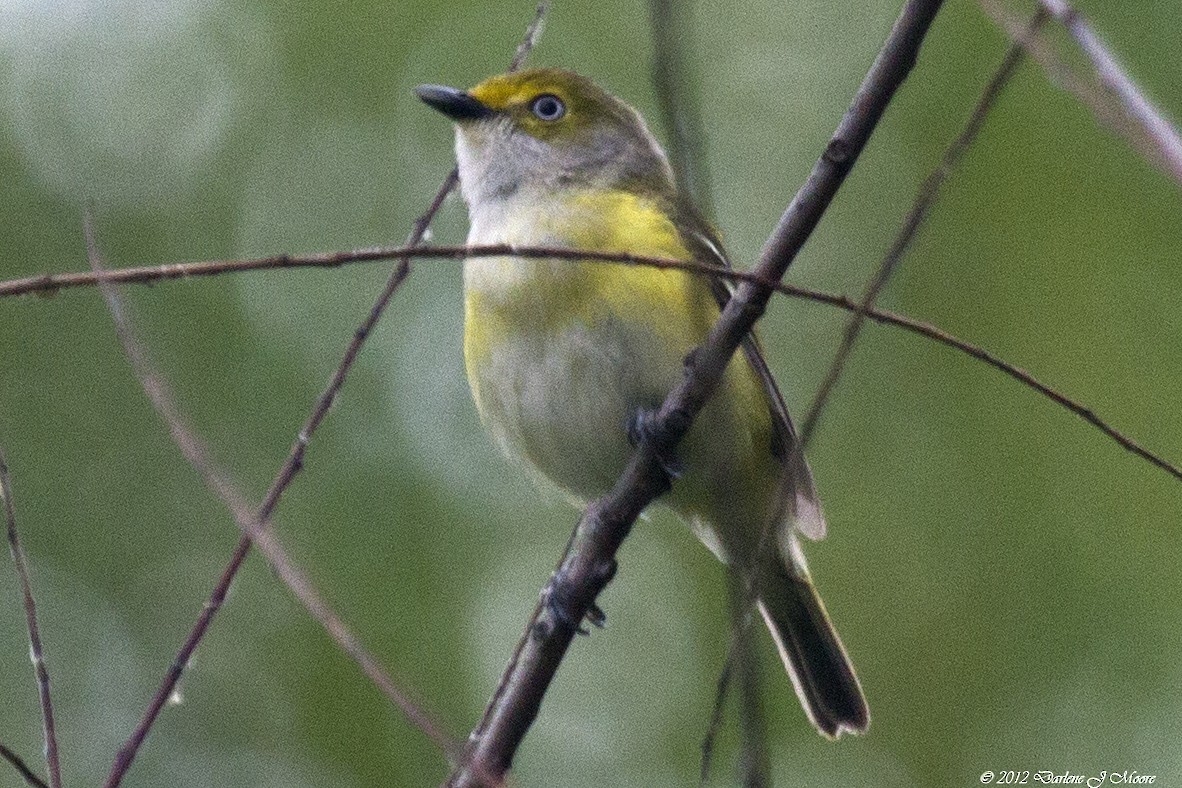 eBird Checklist - 12 May 2012 - Lake Tawakoni Dam (Van Zandt Co.) (incl ...