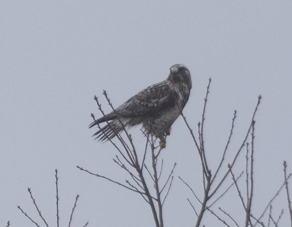 EBird Checklist 25 Jan 2024 Jamestown Airport 4 Species   1200