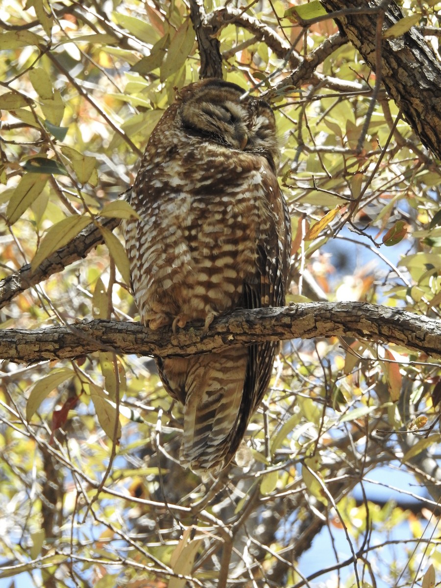 Spotted Owl - ML613987673