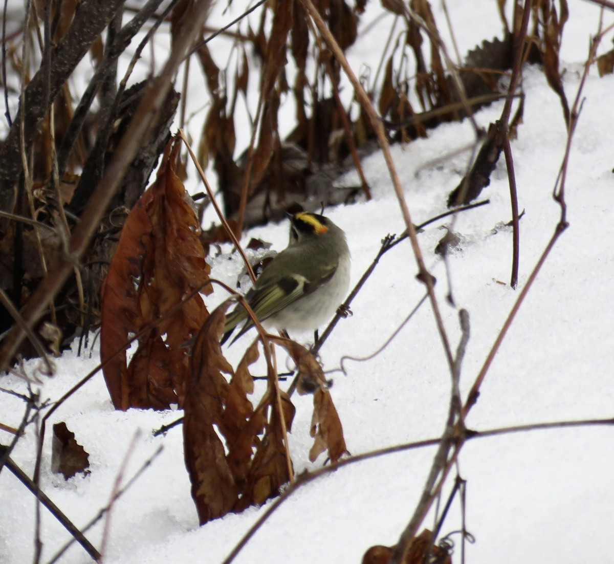 Golden-crowned Kinglet - Stacy Robinson