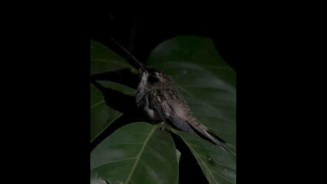 kolibřík světlebřichý - ML613987748