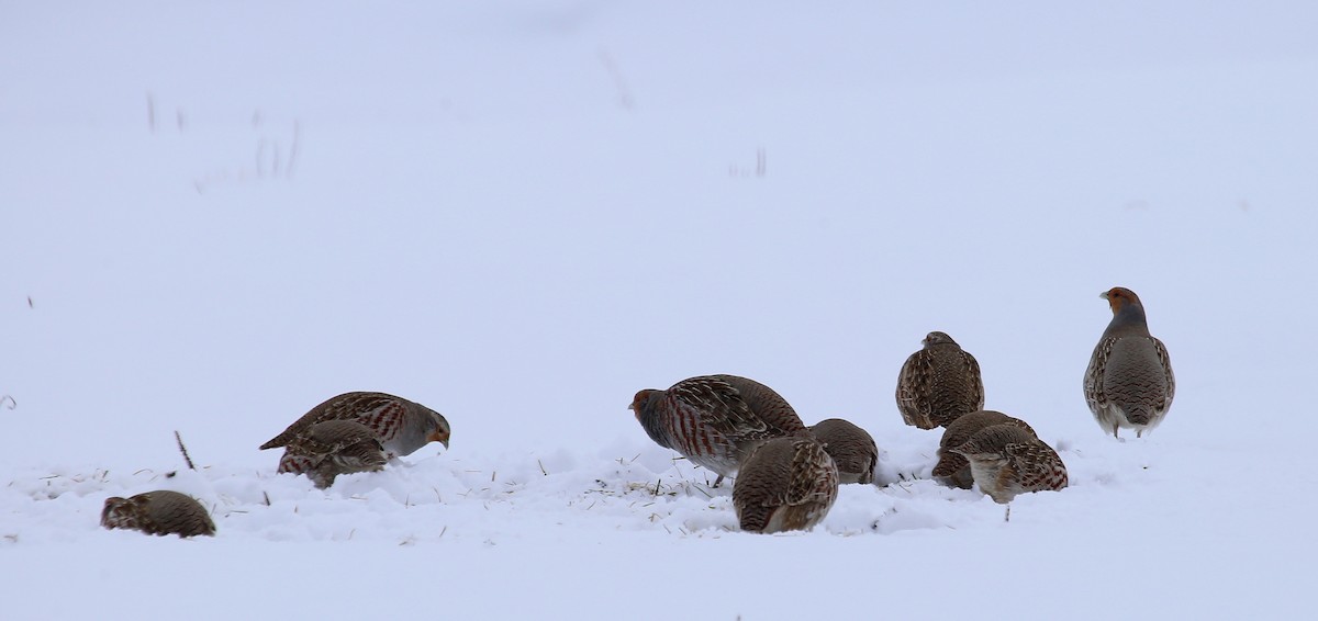 Ebird Canada Checklist Jan Rang Du Bas De L Le Species