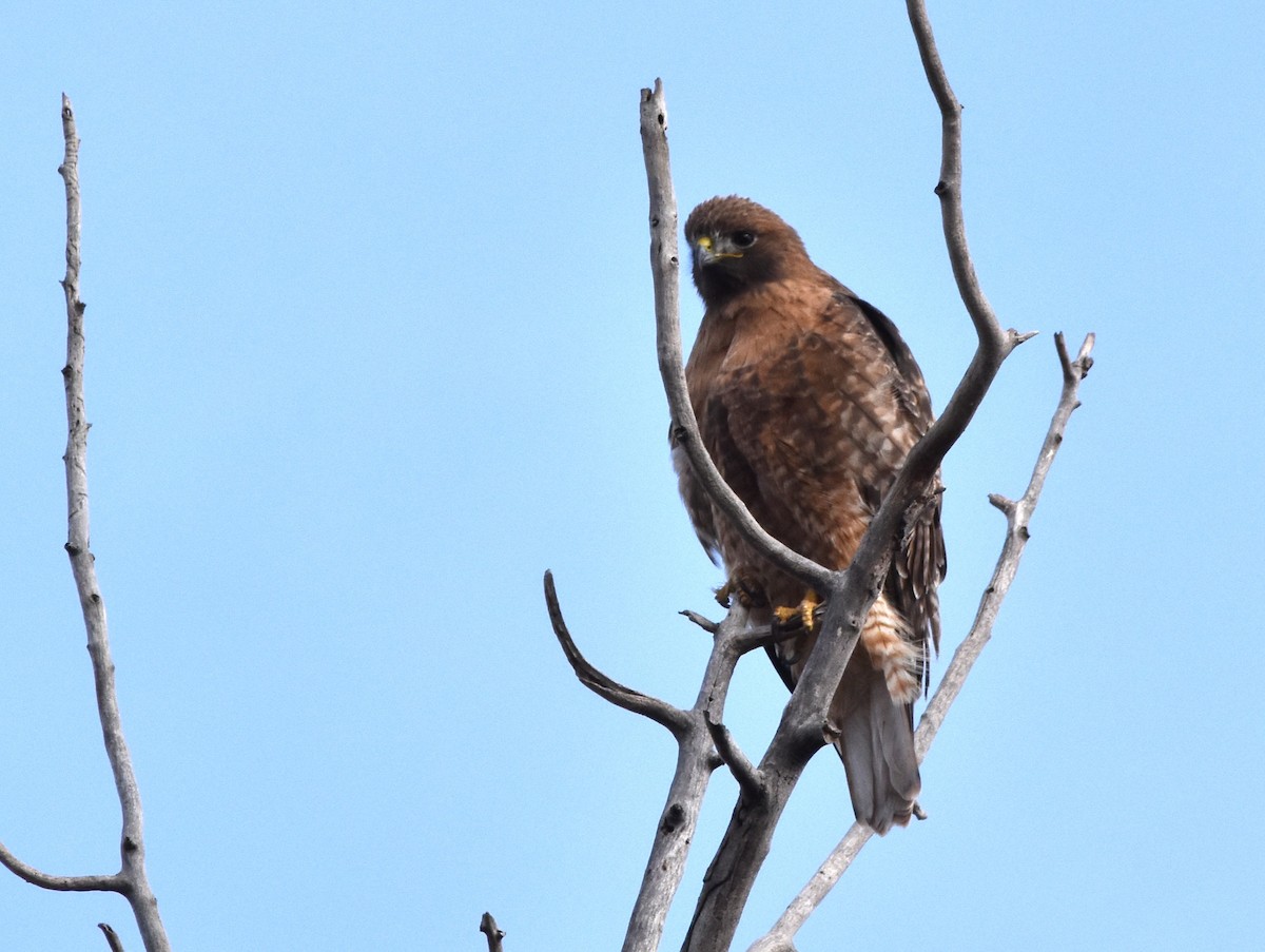 Red-tailed Hawk - ML613988097