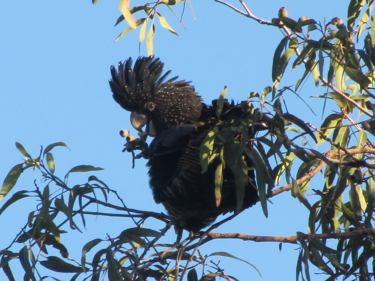 Red-tailed Black-Cockatoo - jean bernier