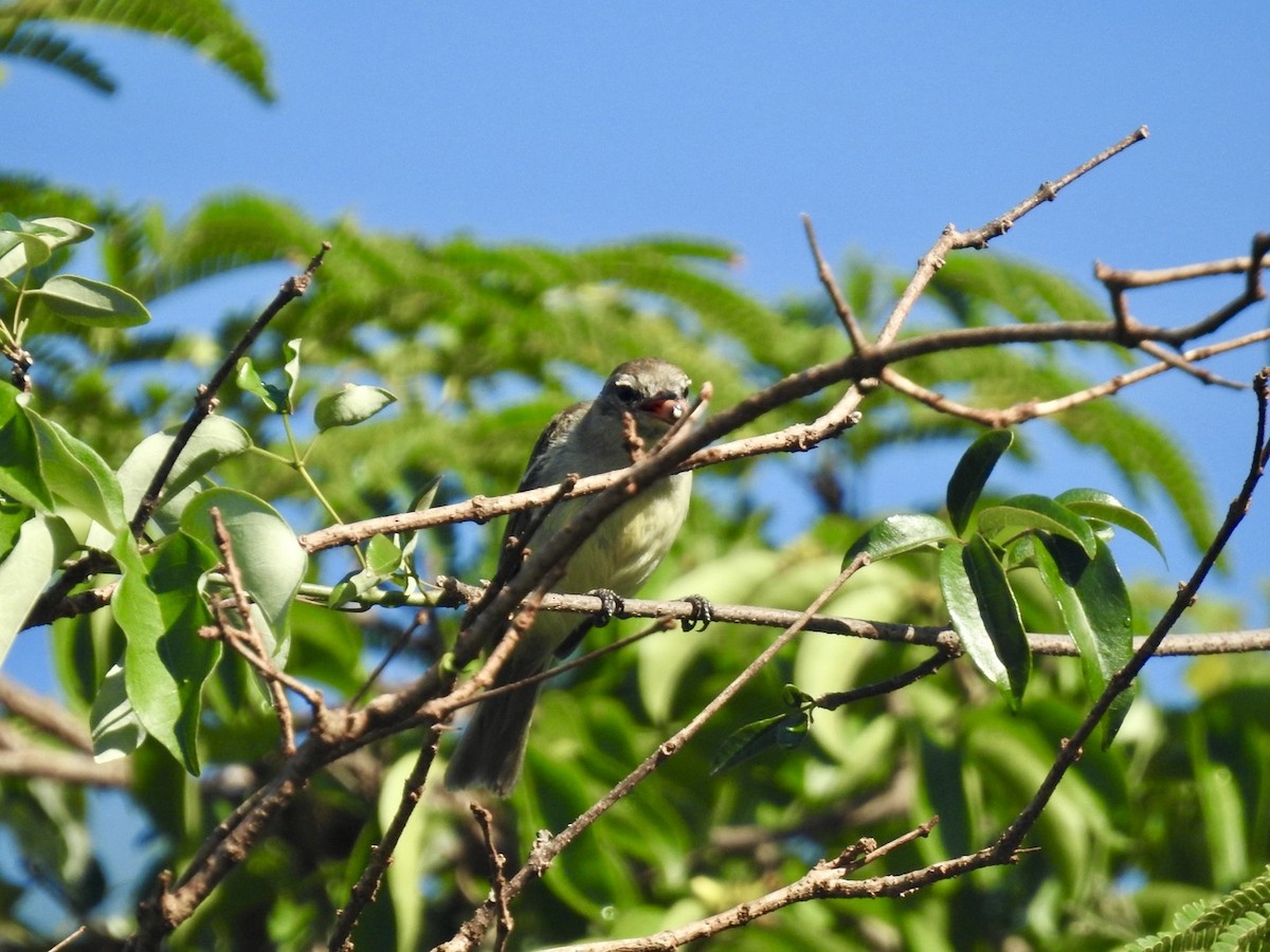 Southern Mouse-colored Tyrannulet - ML613988179
