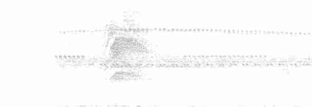 Large-tailed Antshrike - ML613988270