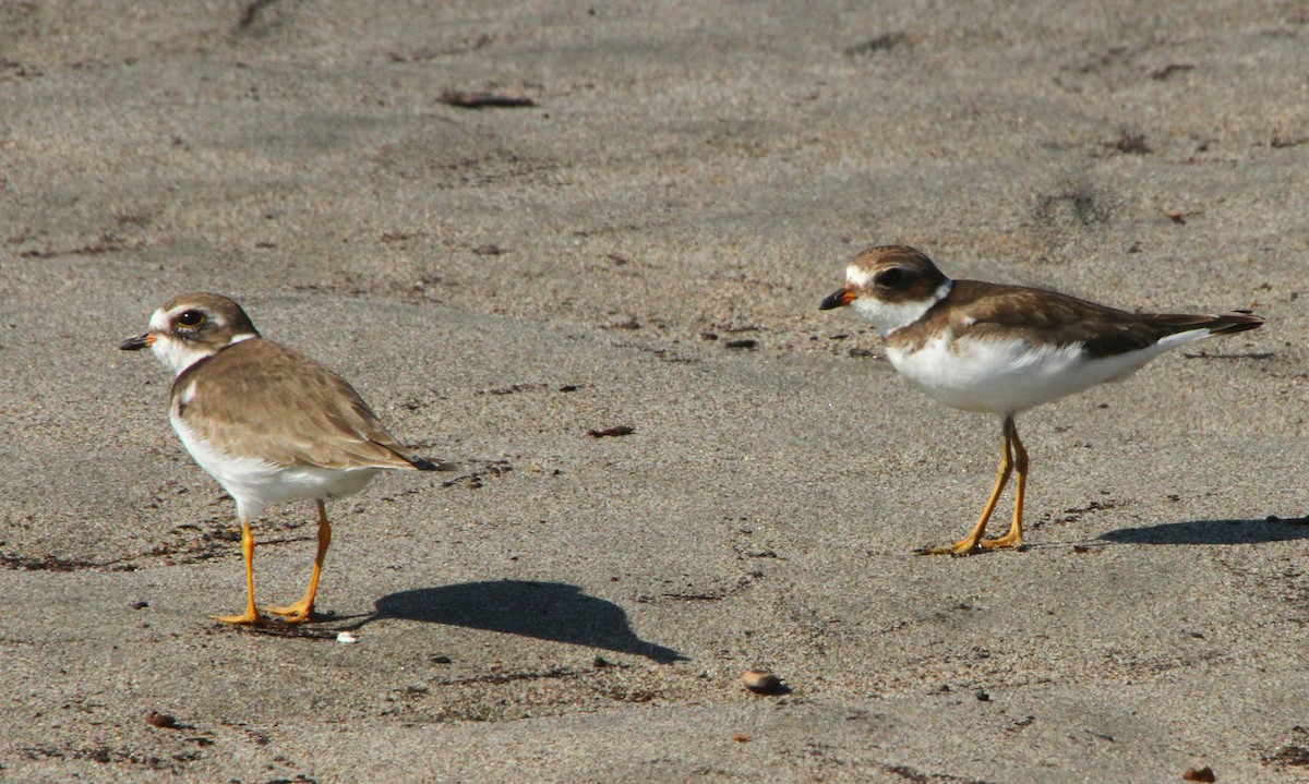 Semipalmated Plover - ML613988448