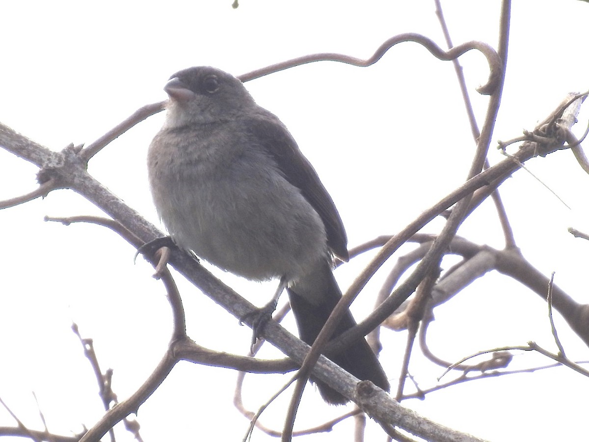 Pileated Finch - ML613988702