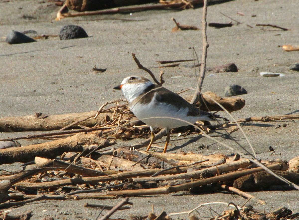 Semipalmated Plover - ML613988764