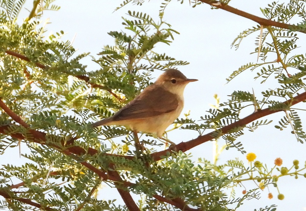 Common Reed Warbler (African) - ML613988842