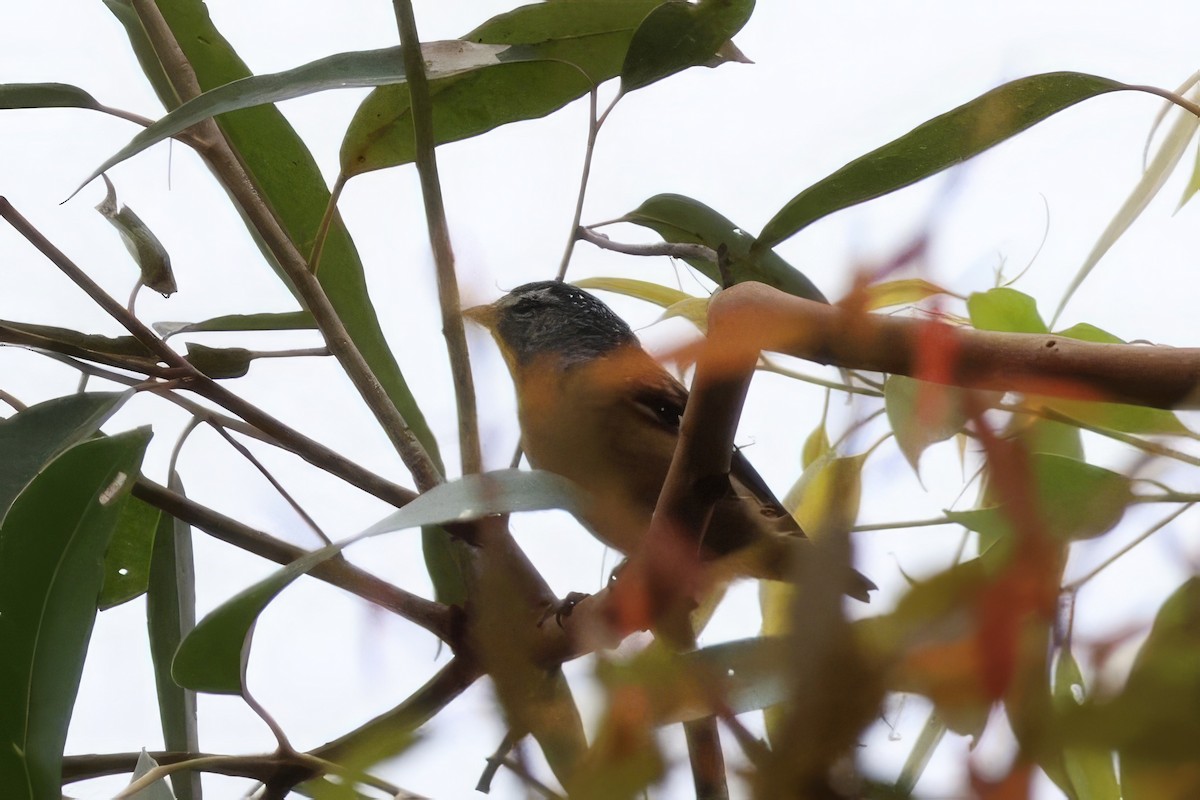 Spotted Pardalote - ML613988856