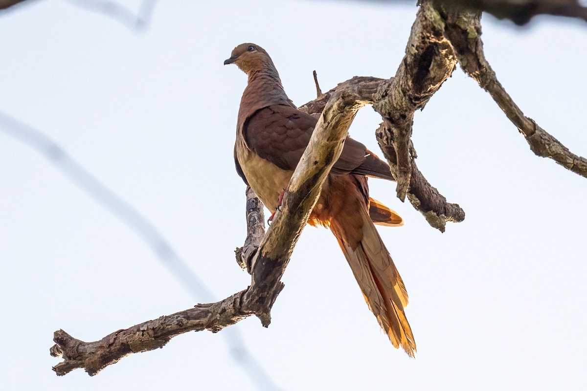 Brown Cuckoo-Dove - ML613988928