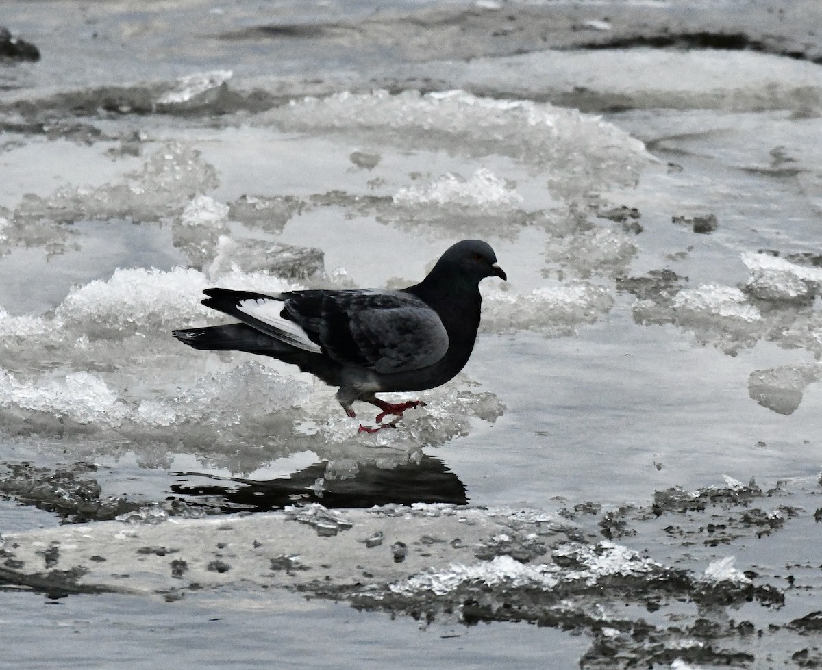 Rock Pigeon (Feral Pigeon) - ML613989294