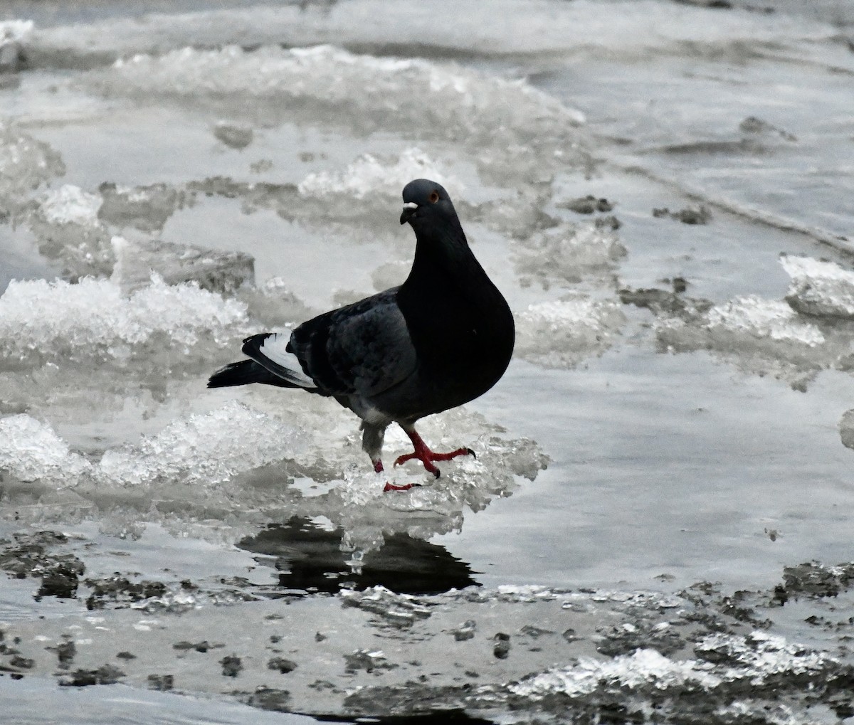 Rock Pigeon (Feral Pigeon) - ML613989295
