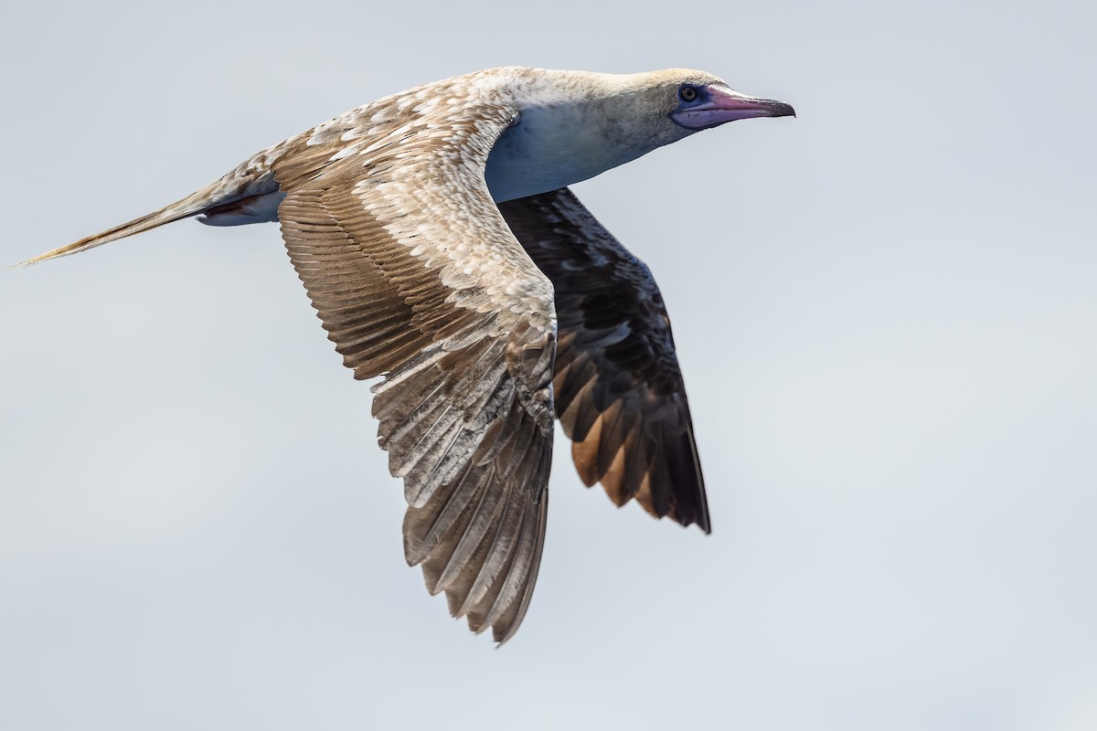 Red-footed Booby - ML613989314