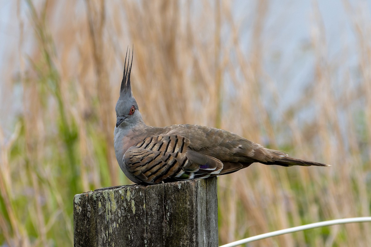 Crested Pigeon - ML613989673