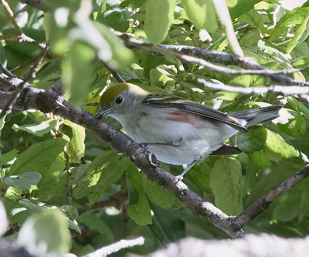 EBird Checklist 25 Jan 2024 Mitchell Park 11 Species   1200