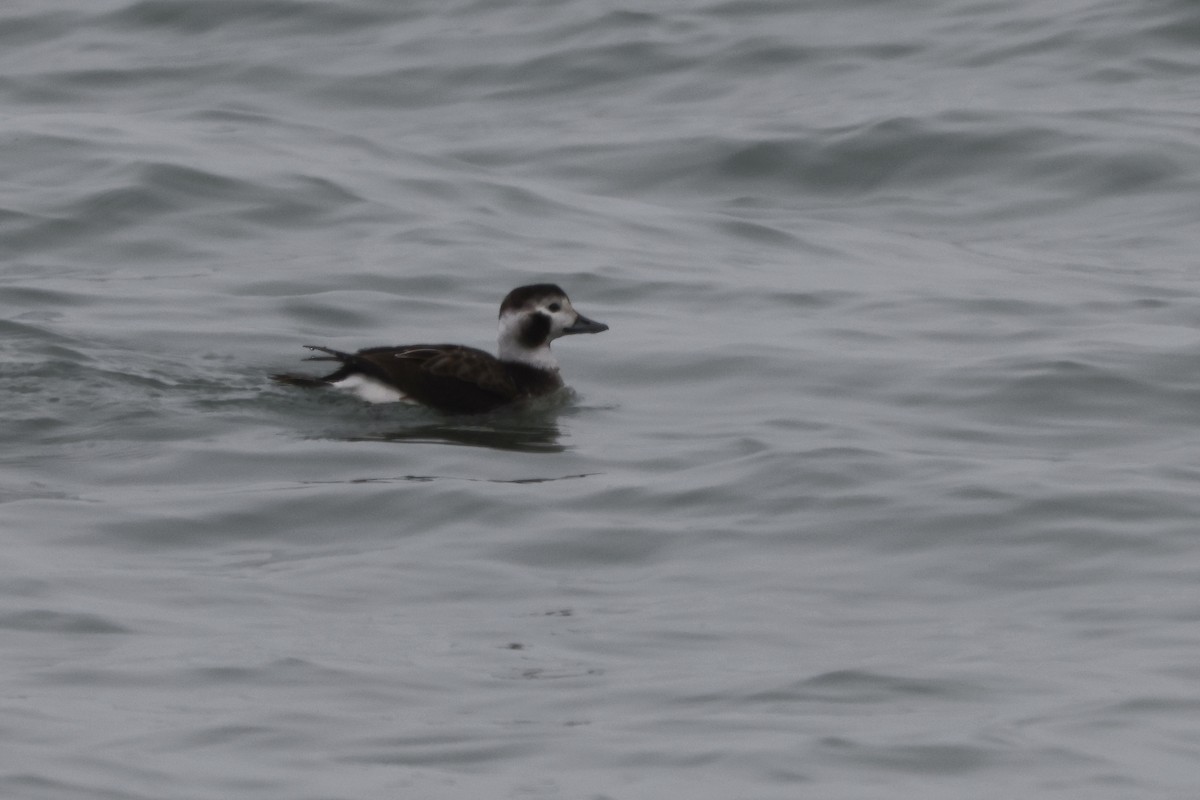 Long-tailed Duck - ML613989780