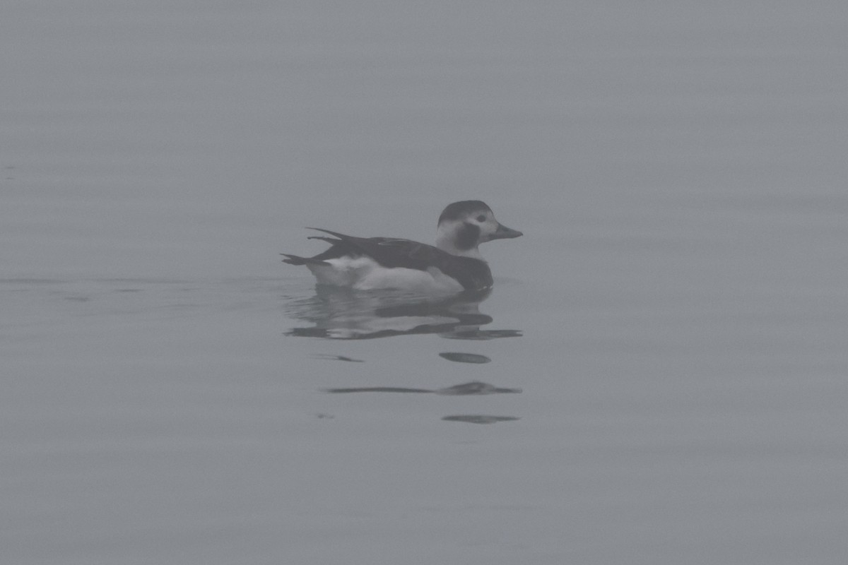 Long-tailed Duck - ML613989854