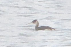 Red-necked Grebe - ML613989894