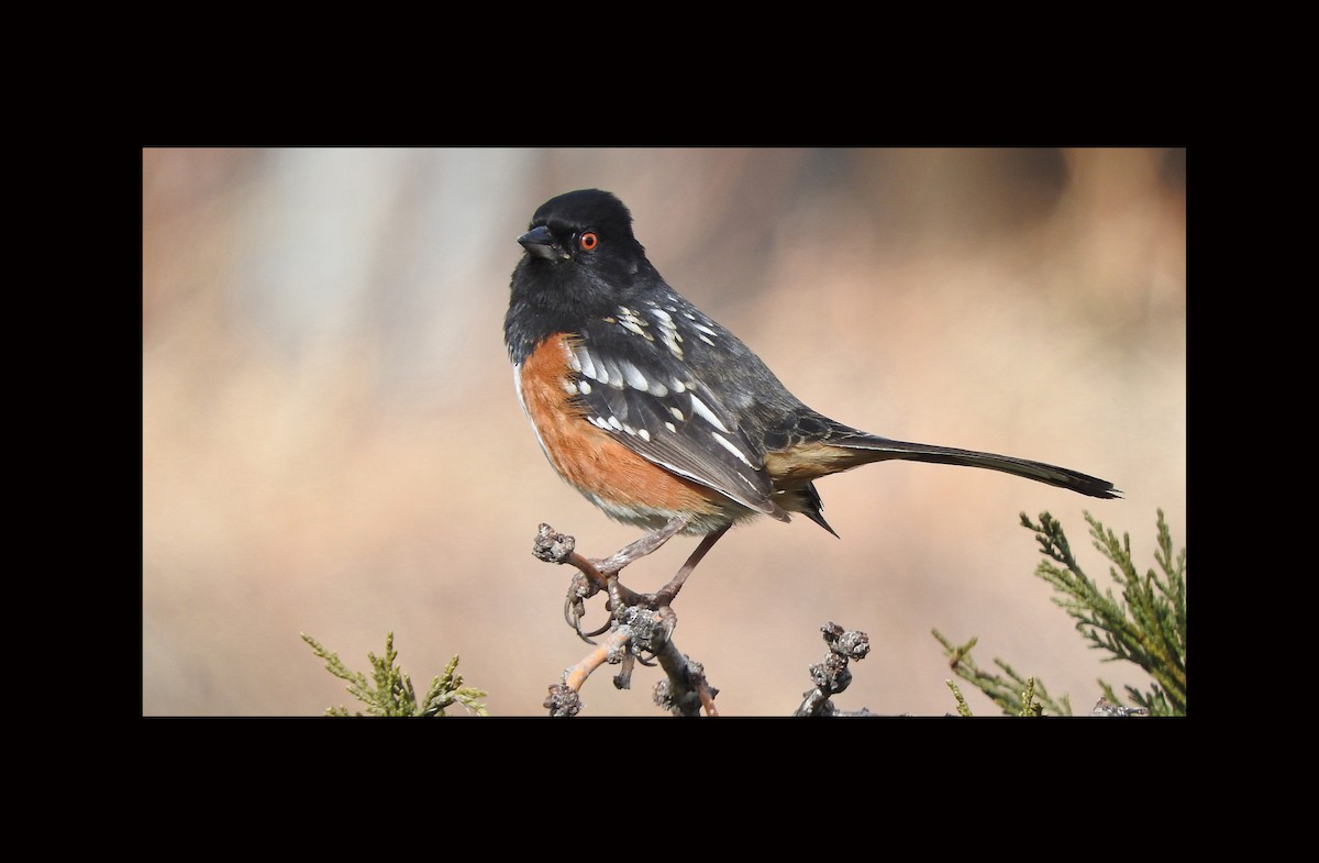 Spotted Towhee - ML613989907