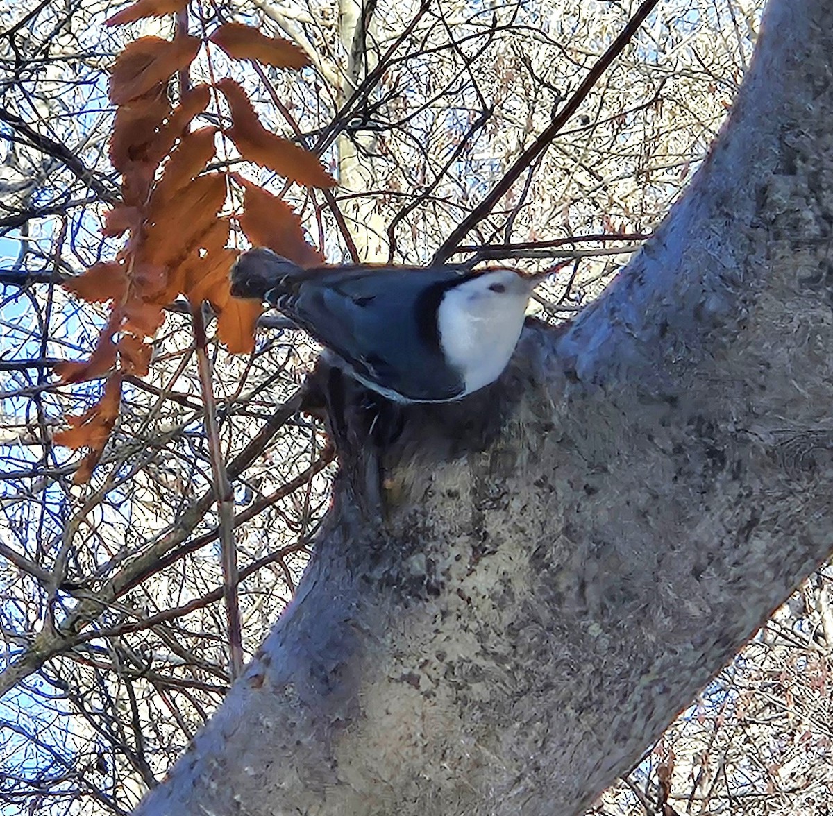 White-breasted Nuthatch - ML613990005